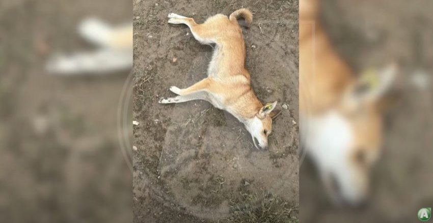 Қостанайда бұралқы иттердің өлекселері қаптады