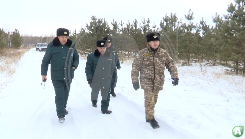 Жаңа жыл қарсаңында табиғат қорғаушылары қылқан жапырақты ағаштардың заңсыз кесіліп, сатылуына жол бермеу үшін жұмысын күшейтті