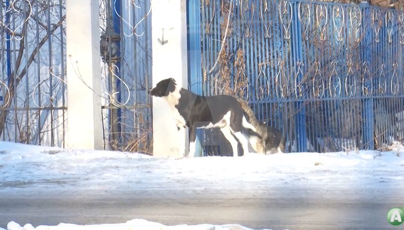 Бұралқы иттер көбейіп кетті